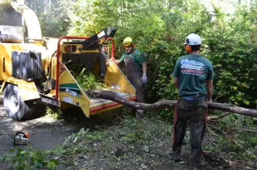 tree services Clarence